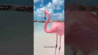 Facts about flamingos 🦩facts youtubeshorts animals flamingo [upl. by Cordeelia]