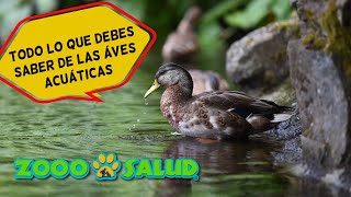 Tipos de Aves Acuáticas [upl. by Zingg]