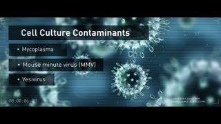 Cell Culture Contaminants Mycoplasma and Viruses [upl. by Ingeborg672]