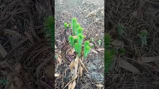 Tiny araucauriar araucana plants 🌵🌲 [upl. by Lurline946]