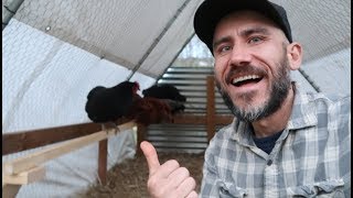 Build a Roosting Bar in the STRESS FREE Chicken Tractor [upl. by Annavoig21]