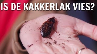 Is de kakkerlak vies  De Buitendienst over Insecten [upl. by Atirihs]