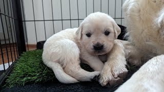 25 day old golden retriever puppies The Sweets Litter [upl. by Damiano635]