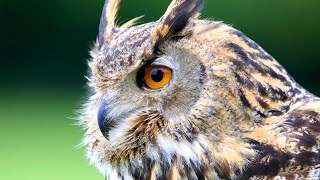 Eurasian Eagle Owl Facts aka the EUROPEAN EAGLE OWL 🦉 [upl. by Ahtabat]