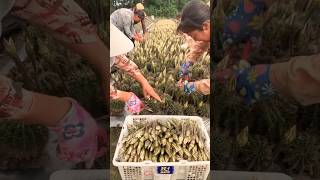 Harvest Cactus Flowers for Delicious Dishes satisfying HappyFarm85 [upl. by Aisitel]