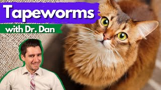 Cat Tapeworms Dr Dan Veterinary talks tapeworms Symptoms diagnosis and treatment [upl. by Lamprey]