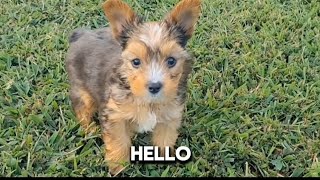 Yorkie Terrier Looking at the camera puppy trending pets doglover furbaby youtube [upl. by Tiffanie707]