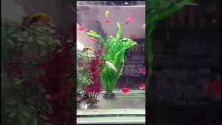 Neon tetra fish  Tetra Fish  Molly fish  Widow fish  goldfishtank goldfish aquariumfish love [upl. by Aserehs]