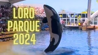 Loro Parque Orca show 2024 [upl. by Ayekat]