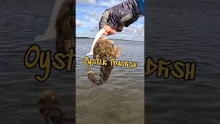 Toadfish vs Man the Oyster toadfish toadfish venomous fishing inshorefishing [upl. by Nikal]