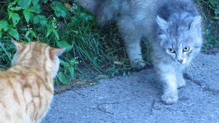 Cats meeting on the street and limping stray dog [upl. by Halsy]