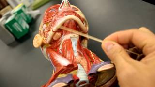 MUSCULAR SYSTEM ANATOMYMuscles of the neck model description [upl. by Webber]