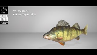 Fishing Planet  Saint Croix Lake  Unique  Yellow Perch  Spin [upl. by Rex]