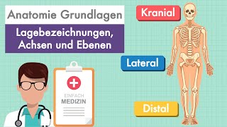 Anatomie Grundlagen  Lagebezeichnungen und Ebenen am Körper einfach erklärt [upl. by Millisent]