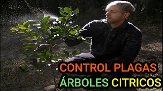 COMBATIR Plagas en Cítricos  Cuidados Árboles Frutales  Insecticida Casero [upl. by Acilef]