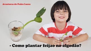 Experiência Como plantar feijao no algodão [upl. by Marlena]