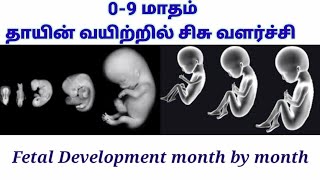 தாயின் வயிற்றில் சிசு வளர்ச்சி 09 months of baby development in womb in Tamil [upl. by Mchale362]