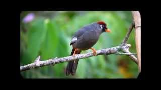 Spectacled Laughingthrush [upl. by Atinus]