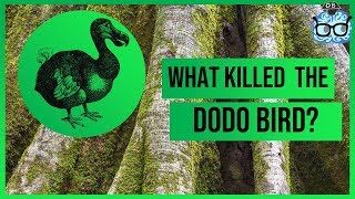 What Killed the Dodo Bird [upl. by Hayifas]