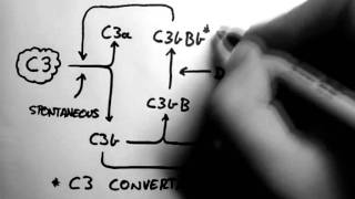 Complement 2  Alternative Pathway [upl. by Soutor77]