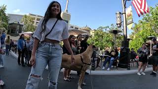 Cash 20 Great Dane at The Grove and Farmers Market in Los Angeles 59 [upl. by Sitelc524]