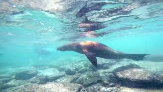 Swimming With Sea Wolves in The Galapagos [upl. by Liggett367]