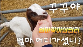 서울촌놈의 염소농장 24시  고아될뻔한 아이들 구하기 대작전 1탄메이와 꾸꾸 plan to find the mother goat for baby goats goatlings [upl. by Noffihc]