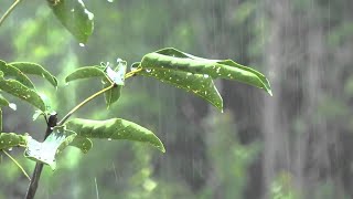 Bruit de Pluie pour Dormir en 3 Minutes  Meilleur Bruit de Pluie dans la Forêt Brumeuse  ASMR [upl. by Oilicec]