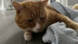 Joey shows you why it is HIS towel cat ginger [upl. by Stedman]