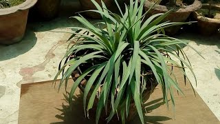 Yucca Rostrata  How to Grow and Care Yucca Plant  Budget Gardening  Hindi [upl. by Nodmac]