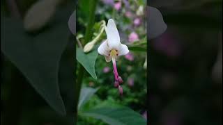 Clerodendrum serratum verbenacea familynature forestflowertrending flowers forestgardenflora [upl. by Lizbeth]