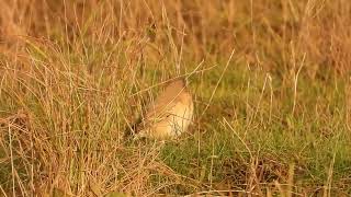 Isabelline Wheatear Oenanthe isabellina Colyford Common Devon [upl. by Assille]