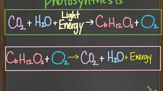 bio photosynthesis amp chemosynthesis [upl. by Valenka]