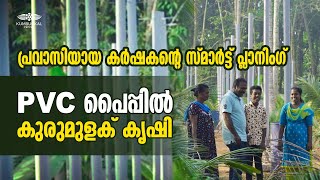 100 PVC പൈപ്പിൽ കുരുമുളക് കൃഷി  Pepper Cultivation in PVC Pipe  Pushparaj  Kumbukkal Pepper [upl. by Nezah]