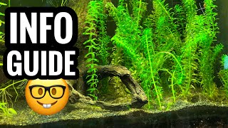 Anacharis Elodea Plant Guide [upl. by Aynik]