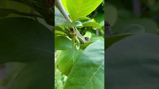 Cherimoya Fruit Tree Flowers 🌸 garden [upl. by Anahsak]