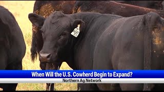 When Will the US Cowherd Begin to Expand [upl. by Dolores]