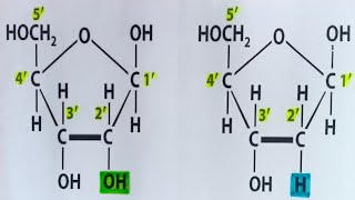 Pentose sugar  Ribose and deoxyribose difference  NEET needs [upl. by Nnayllas]