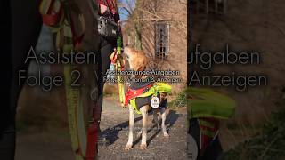 hundeliebe hunde assistenzhund ptbs epilepsie warnhund assistenzhunde servicedog hund dog [upl. by Ariew]