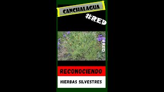 Reconociendo Hierbas Silvestres Medicinales 🌿 Matapulgas  Canchalagua  Schkuhria pinnata [upl. by Dnalkrik]