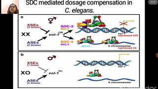 Dosage Compensation Part3 [upl. by Elacsap]