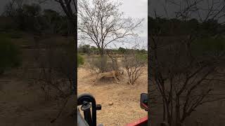 Male Lions chase buffalo in front of vehicle  Lion Sands Game Reserve  Sabi Sand Nature Reserve [upl. by Corrianne]