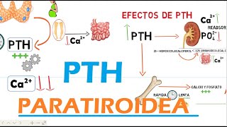 Hormona Paratiroidea PTH [upl. by Gnel]