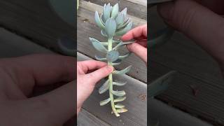 Succulent Propagation Tips [upl. by Neelahtak711]