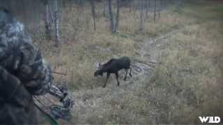 Hunting Moose with Bow in Alberta Part 2 [upl. by Tiny177]