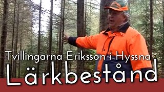 Tvillingarna Eriksson i Hyssna Lärkbestånd [upl. by Ahsiya]