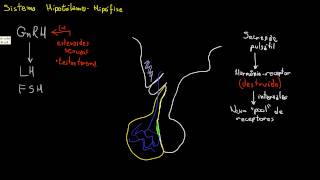 Secreção e regulação de GnRH FSH e LH [upl. by Ynatsed]