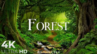 Forest 4K • Nature Relaxation Film • Peaceful Relaxing Music • 4k Video UltraHD [upl. by Adnat]