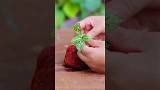 Tutorialthis is how to plant fittonia in a lava rock moss diy terrarium [upl. by Noxin]