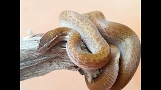 Boaedon capensis  INFORMAZIONI  serpente africano delle case [upl. by Auoh974]